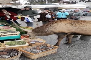 Hirsch auf dem Wochenmarkt