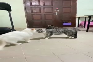 Friedensstifter-Katze