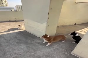 Zwei Hunde gegen einen