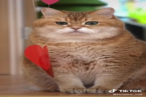 Valentine - Hosico Cat - Valentin - Hosico katze