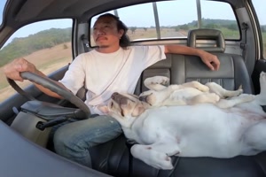 Autofahrt mit Hunden