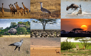 Serengeti Nationalpark