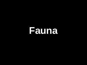 fauna