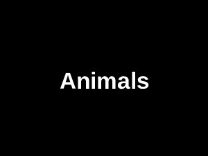 animals