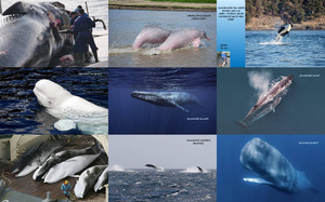 Bedrohte Tierart - Wale und Delfine