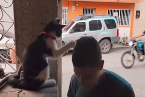 Katze begrüßt jeden