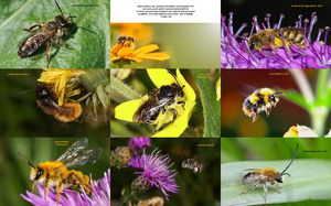 Bedrohte-Tierart---Wildbienen.ppsx auf www.funpot.net