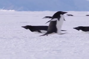 Pinguine sind lustig