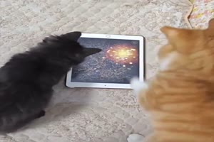 Tablet-Spiel fr Katzen