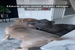 Tango-Dogs