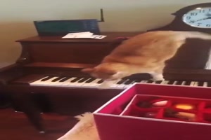 Katzenmusik