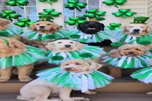 Hunde am St. Patricks Day