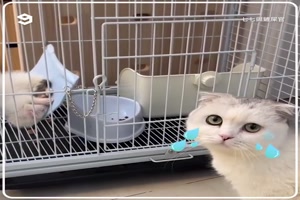 This cat thinks the sleepy ferret fren was dead -