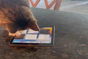 Katze sucht ihr Spiel am Tablet