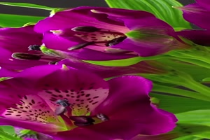 wunderschöne-Blüten.mp4 auf www.funpot.net