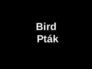 bird--ptak