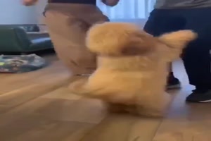 Hund kann auch tanzen