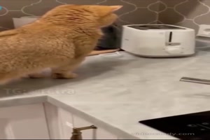 Katzen und Toaster