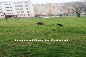 Ein normaler Tag in Polen