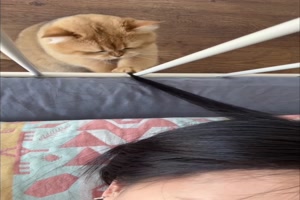 Katze mag Haare