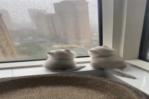 Ktzchen beobachten den Regen