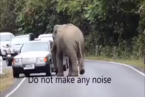 Begegnung mit einem Elefanten