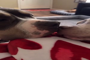 Nase-an-Nase.mp4 auf www.funpot.net