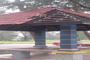 Affe deckt das Dach ab