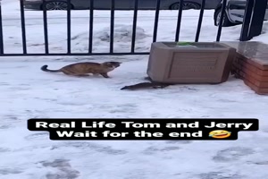 Tom und Jerry im wahren Leben