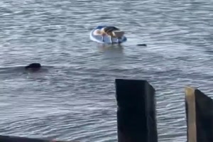 Hund rettet seinen Kumpel