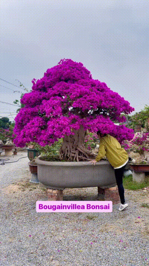 Wunderschner Bougainvillea-Bonsai