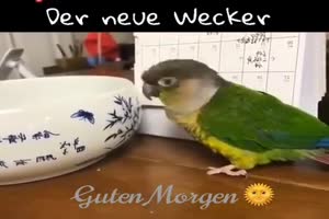 Neuer-Wecker.mp4 auf www.funpot.net