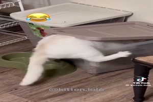 Katzen-sind-lustig.mp4 auf www.funpot.net
