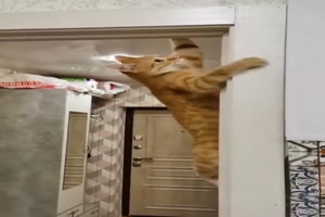 Katzen-bekommen-alles-auf.mp4 auf www.funpot.net