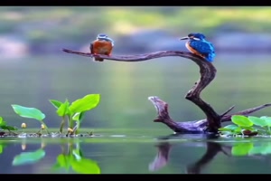 Tierische-Fischer.mp4 auf www.funpot.net