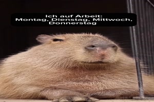 Ich-auf-der-Arbeit.mp4 auf www.funpot.net