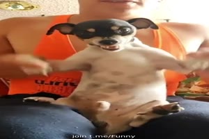 Lustiger-Hund.mp4 auf www.funpot.net