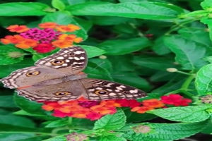Wunderschne Schmetterlinge