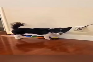 Spaß-mit-Hunden.mp4 auf www.funpot.net