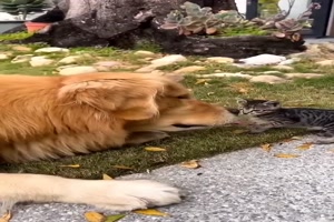 Retriever-und-die-kleine-Katze.mp4 auf www.funpot.net