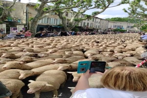 Millionen Schafe