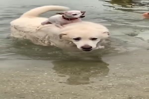 Ich lass mich schwimmen