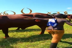 Was-für-imposante-Tiere.mp4 auf www.funpot.net