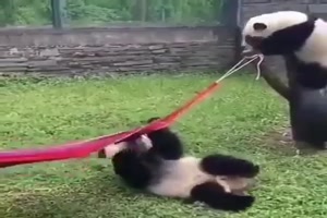 Panda und Hngematte