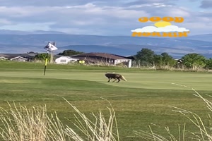 Wolf auf dem Golfplatz