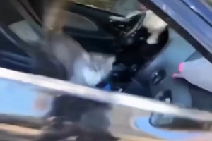 Katzen im Auto