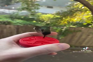 Lustiger Kolibri