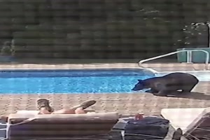 Bäriger Besuch am Pool
