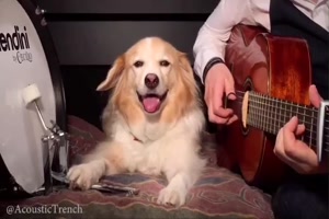 Musik mit dem Hund