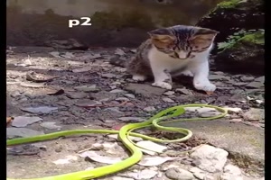 Katze verjagt Schlange